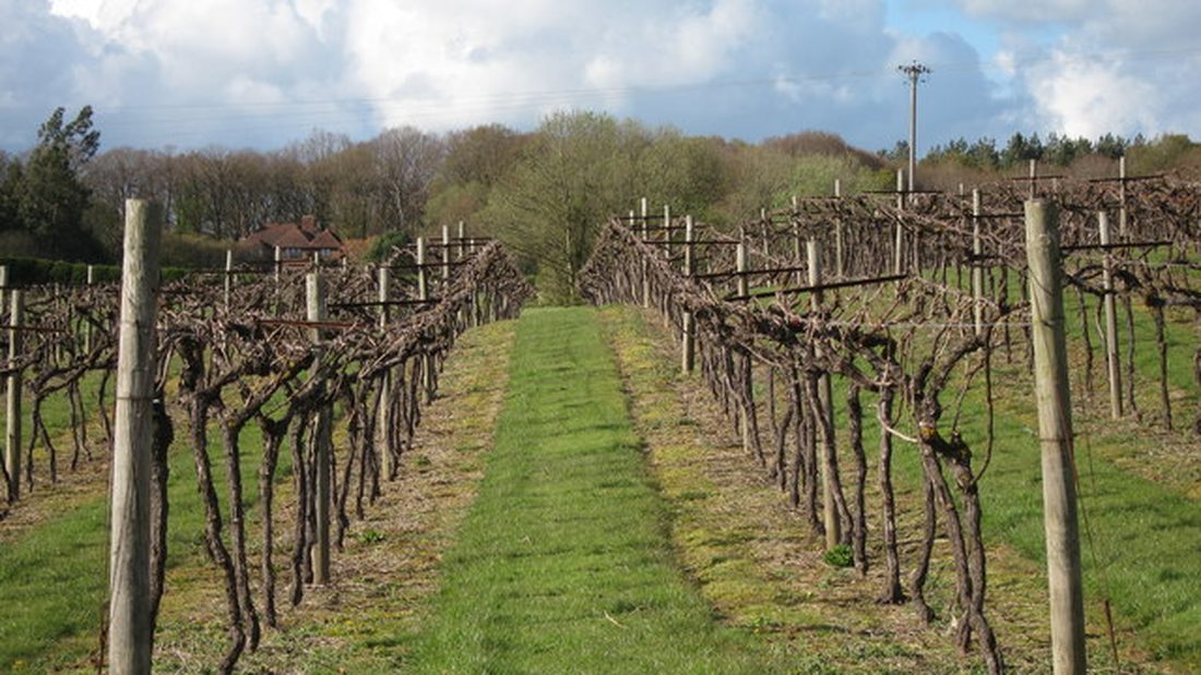 Photograph of Biddenden Vineyards