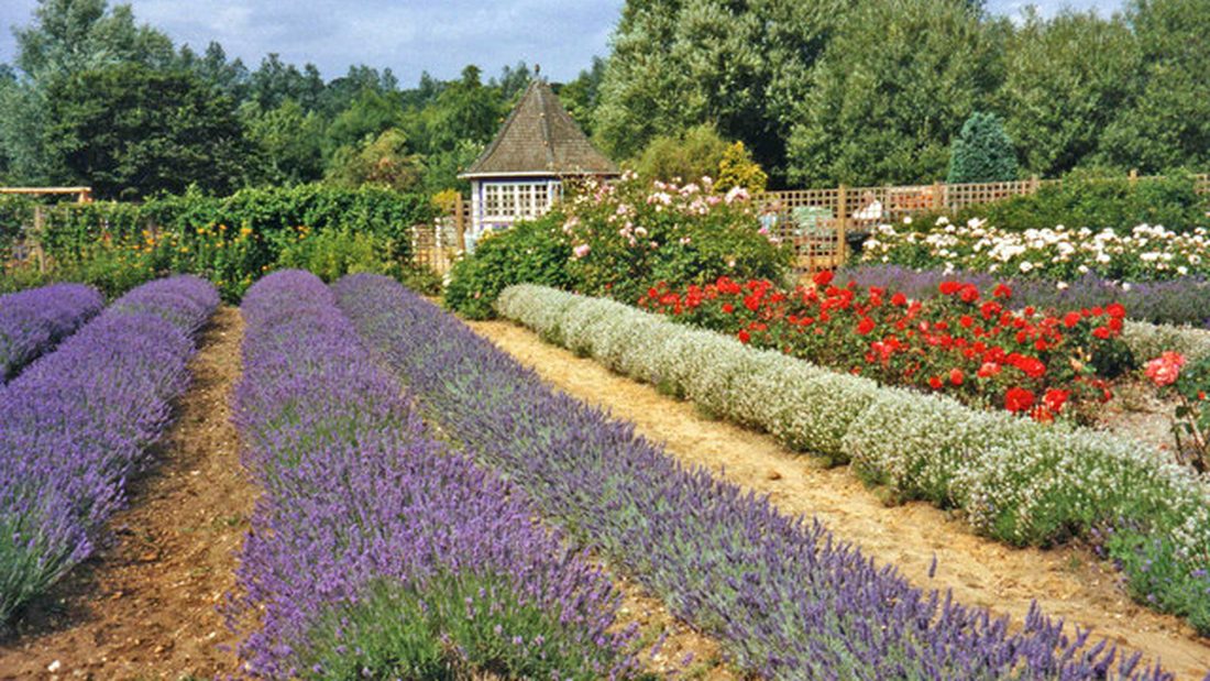 Photograph of Norfolk Lavender