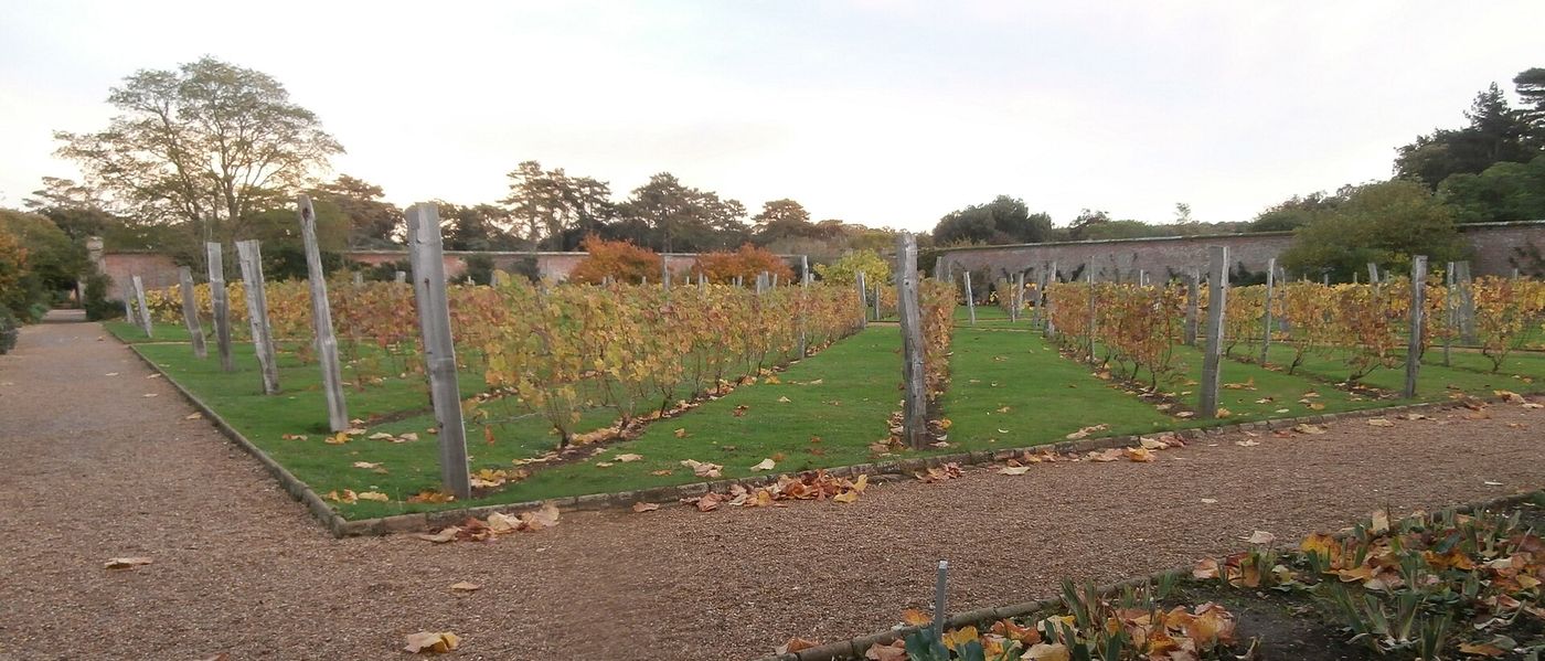 Generic photograph illustrating vineyard in the UK